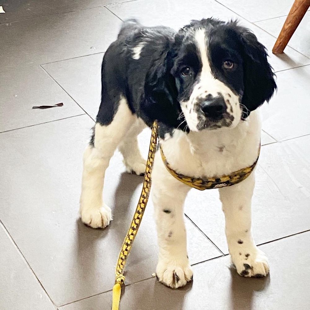 Meet your Posher, Tara